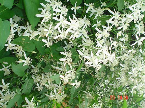 Erect Clematis